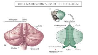 Introduction to Neuroscience 2 Lecture 10 Cerebellum [upl. by Sisson]