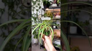 🪴 Chlorophytum comosum spider plant [upl. by Enyak366]