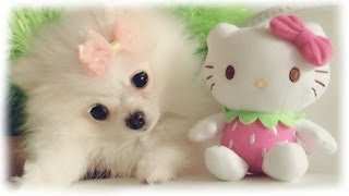 Mango amp Coconut Puppy Vlog [upl. by Saidee]