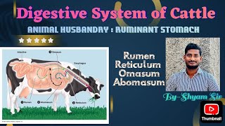 AnimalHusbandryRuminant StomachDigestive system of cattleRumenomasumReticulumabomasumshyamsir [upl. by Letnom]