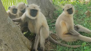 quotLangur A Closer Look at Natures Acrobatsquot [upl. by Adnale446]