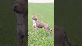 American Pit bull Terrier Red Nose [upl. by Nevanod]