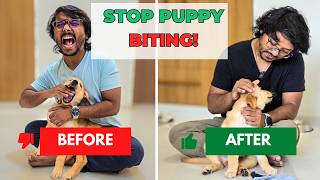 Unbelievable Start and Stop Technique to End Puppy Biting  PetGuru Academy [upl. by Rednasxela940]