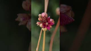 Indian sarsaparilla near Mahanadi river cuttack mahanadiriver medicinal [upl. by Arlene605]