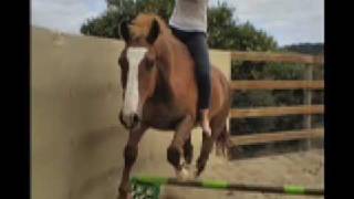 17HH horse being BROKE his progress over 12 weeks [upl. by Esilahs]