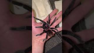 Handling giant tarantula😱scary spider [upl. by Mika737]