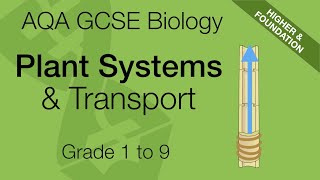 Transport in Plants for AQA 91 GCSE Biology and Trilogy Combined Science [upl. by Airalednac418]