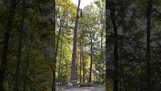 Roping down a red oak section with a friction device [upl. by Vashtia]