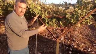 بطريقة حرفY للتربية القصبية للعنب والتدعيم Y shape grapeY Trellis System [upl. by Amaras]