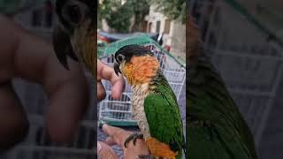 Black headed Caique🥳 bollywooddance parrot [upl. by Cagle412]