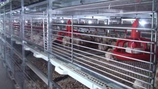 Kutlusan Broiler Cages [upl. by Nea837]