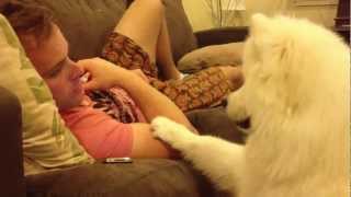 Samoyed puppy hugs 2 [upl. by Rita]