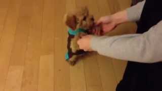 The Most Adorable Two Pound Maltipoo Puppy Doing Tricks [upl. by Euqinomahs578]