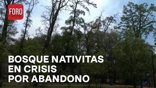 Bosque Nativitas pasa de pulmón de Xochimilco a depósito de cadáveres de perros  A las 3 [upl. by Nylavad]