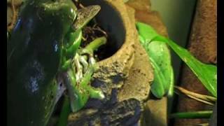 Green Tree Frog eating a Cicada [upl. by Yajiv]