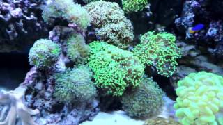 Keeping Frogspawn and Hammer Corals [upl. by Theobald]