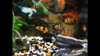 Tropheus Duboisi African Cichlid For Sale [upl. by Ellenig]