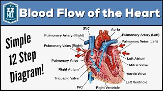 Blood Flow Through the Heart Made Easy  Cardiac Circulation Animation [upl. by Okimat]