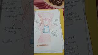 Endocrine system important diagram bsc nursing 1st sem assignment file [upl. by Derfnam]