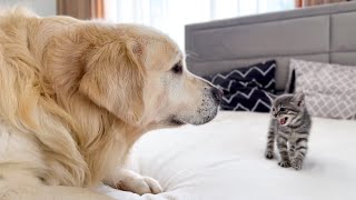 Golden Retriever Meets New Tiny Kitten for the First Time [upl. by Ekle]