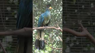 🐦☆²² Great Blue Turaco Corythaeola cristata in Turaco Family Musophagidae [upl. by Sarita]