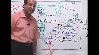 Receptor  Dr Najeeb Lectures  Part 2 [upl. by Yddor28]