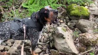 Bluetick Coonhound Baying [upl. by Lesirg]