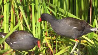 Common GallinuleMoorhen [upl. by Nevaeh]