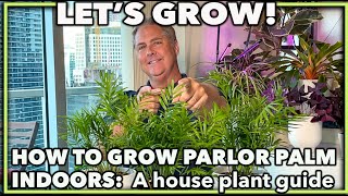 HOW TO GROW PARLOR PALM INDOORS A house plant guide on caring for your parlor palm [upl. by Llerut]