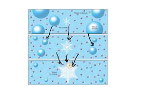 Bergeron processIce Crystal TheoryExplained [upl. by Fatima413]