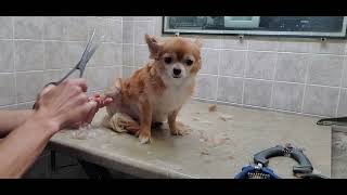 How to groom a Long haired Chihuahua Grooming transformation video3 34quot blade amp scissor cut body [upl. by Major]