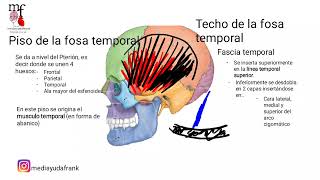 Fosa Temporal e Infratemporal [upl. by Dahsraf]