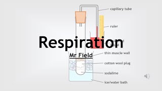 GCSE Biology 21  Respiration [upl. by Toland]