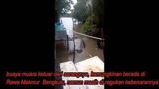 Waspada Buaya Banjir Bengkulu PrayForBengkulu [upl. by Massey]