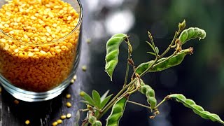 🇱🇰 ලන්කාවේ සරුවට වැවෙන පරිප්පු  parippu How to grow lentils dal cultivation parippu レンズ豆 at home [upl. by Sinnaiy285]