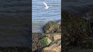 Ringbilled gull  Birds  shorts [upl. by Naejamron]