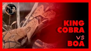 King cobra vs boa  king cobra vs python  킹코브라 vs 보아뱀 ‼️snake video [upl. by Annaeiluj]