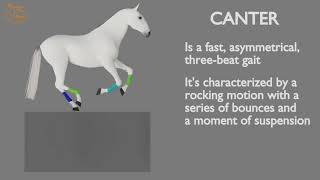 HORSE GAITS PART 03  CANTER CYCLE ANALYSIS [upl. by Schlosser]