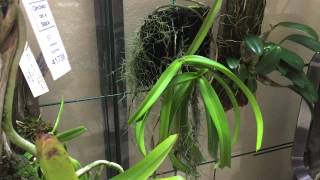 Introduction to my Aerides Orchids [upl. by Karli]