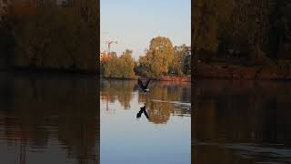 Bielik prawie w centrum Szczecina fishing nature wildlife reels shortvideo [upl. by Airehc]