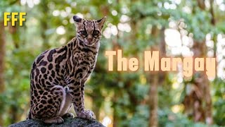 Feline Fact Friday  The Margay Wild Cat 🐆 [upl. by Blalock]