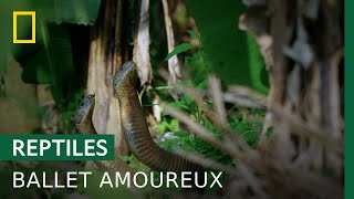 La querelle amoureuse du cobra royal [upl. by Cordier]