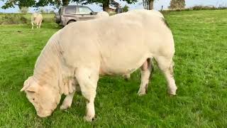 Culard Charolais Bulls [upl. by Akerahs389]