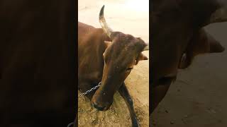 Bhagwan aur Shri Krishna Gau Mata ki anokhi kahani sorts youtubeshorts cow trendingshorts 🐄🐄🐄❤️ [upl. by Rusty899]