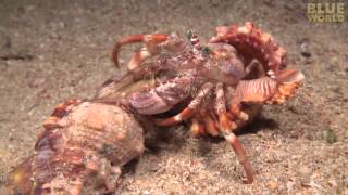 Incredible footage of hermit crab changing shells with anemones [upl. by Htebharas96]