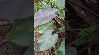 Tanaman hiasPhilodendron erubescens shorts short garden gardening tanamanhias [upl. by Marjie]