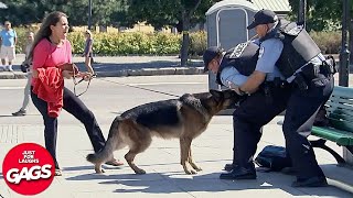 Dog Protects Owner From Cops  Just For Laughs Gags [upl. by Joletta962]