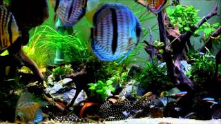 Discus and small pleco tank [upl. by Enriqueta492]