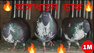 অসাধারন কবুতরের ডাক ❤️Male Pigeon Super Performance Mehedi Pigeon Loft [upl. by Otipaga]