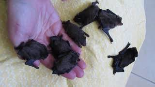 Handfuls Of Wriggly Baby Microbats [upl. by Clemen]